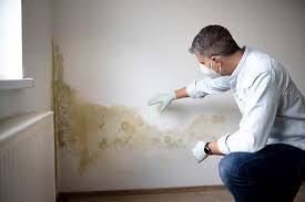 Best Mold Odor Removal Services in USA